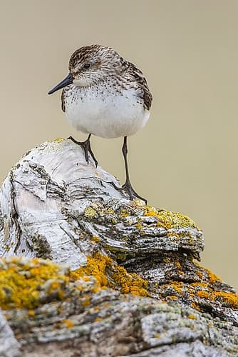 Semipalmated sandpiper-posing on driftwood-Alaska-USA Beach Print